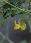 Einzelbild 5 Strauchwicke - Hippocrepis emerus