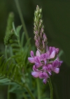 Einzelbild 5 Saat-Esparsette - Onobrychis viciifolia