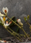 Einzelbild 5 Buchsblättrige Kreuzblume - Polygala chamaebuxus