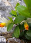 Einzelbild 7 Buchsblättrige Kreuzblume - Polygala chamaebuxus