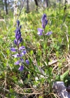Einzelbild 6 Bittere Kreuzblume - Polygala amara aggr.