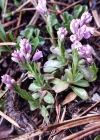 Einzelbild 7 Bittere Kreuzblume - Polygala amara aggr.