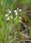 Einzelbild 5 Sumpf-Kreuzblume - Polygala amarella