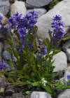 Einzelbild 6 Sumpf-Kreuzblume - Polygala amarella