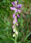 Einzelbild 7 Sumpf-Kreuzblume - Polygala amarella