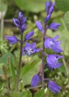 Einzelbild 4 Voralpen-Kreuzblume - Polygala alpestris