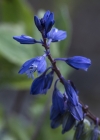 Einzelbild 8 Voralpen-Kreuzblume - Polygala alpestris