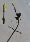 Einzelbild 5 Gemeines Pfaffenhütchen - Euonymus europaeus