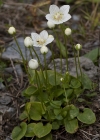 Einzelbild 5 Sumpf-Herzblatt - Parnassia palustris