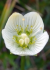 Einzelbild 6 Sumpf-Herzblatt - Parnassia palustris