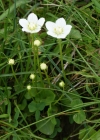 Einzelbild 7 Sumpf-Herzblatt - Parnassia palustris