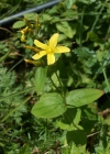 Einzelbild 4 Berg-Johanniskraut - Hypericum montanum