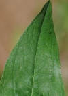 Einzelbild 7 Berg-Johanniskraut - Hypericum montanum