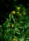 Einzelbild 8 Berg-Johanniskraut - Hypericum montanum