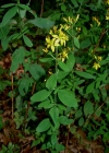 Einzelbild 5 Behaartes Johanniskraut - Hypericum hirsutum