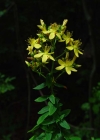 Einzelbild 6 Behaartes Johanniskraut - Hypericum hirsutum