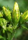 Einzelbild 7 Behaartes Johanniskraut - Hypericum hirsutum