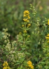 Einzelbild 8 Behaartes Johanniskraut - Hypericum hirsutum