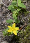 Einzelbild 6 Niederliegendes Johanniskraut - Hypericum humifusum