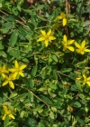 Einzelbild 8 Niederliegendes Johanniskraut - Hypericum humifusum