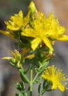 Einzelbild 6 Echtes Johanniskraut - Hypericum perforatum