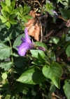 Einzelbild 5 Wald-Veilchen - Viola reichenbachiana