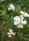 Einzelbild 8 Langsporniges Stiefmütterchen - Viola calcarata
