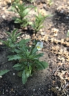 Einzelbild 4 Acker-Stiefmütterchen - Viola arvensis
