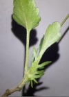 Einzelbild 6 Acker-Stiefmütterchen - Viola arvensis