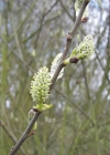 Einzelbild 6 Sal-Weide - Salix caprea