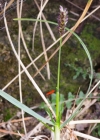 Einzelbild 5 Kalk-Blaugras - Sesleria caerulea