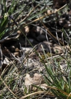 Einzelbild 8 Kalk-Blaugras - Sesleria caerulea