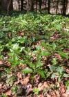 Einzelbild 5 Wald-Bingelkraut - Mercurialis perennis