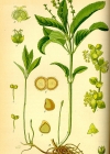 Einzelbild 8 Wald-Bingelkraut - Mercurialis perennis
