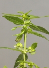 Einzelbild 8 Einjähriges Bingelkraut - Mercurialis annua