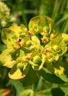 Einzelbild 8 Warzige Wolfsmilch - Euphorbia verrucosa