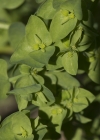 Einzelbild 5 Garten-Wolfsmilch - Euphorbia peplus