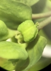 Einzelbild 7 Garten-Wolfsmilch - Euphorbia peplus