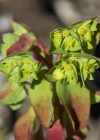 Einzelbild 8 Garten-Wolfsmilch - Euphorbia peplus