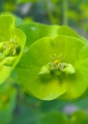 Einzelbild 6 Mandelblättrige Wolfsmilch - Euphorbia amygdaloides