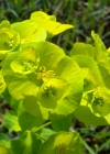 Einzelbild 7 Mandelblättrige Wolfsmilch - Euphorbia amygdaloides