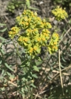 Einzelbild 7 Steppen-Wolfsmilch - Euphorbia seguieriana subsp. seguieriana