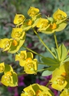 Einzelbild 8 Steppen-Wolfsmilch - Euphorbia seguieriana subsp. seguieriana