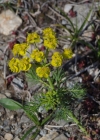Einzelbild 8 Zypressenblättrige Wolfsmilch - Euphorbia cyparissias