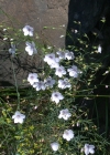 Einzelbild 5 Feinblättriger Lein - Linum tenuifolium