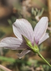 Einzelbild 6 Feinblättriger Lein - Linum tenuifolium