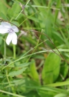 Einzelbild 7 Feinblättriger Lein - Linum tenuifolium