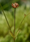 Einzelbild 5 Purgier-Lein - Linum catharticum
