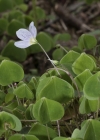Einzelbild 6 Wald-Sauerklee - Oxalis acetosella