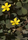 Einzelbild 5 Gehörnter Sauerklee - Oxalis corniculata